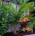 Majesty Palm